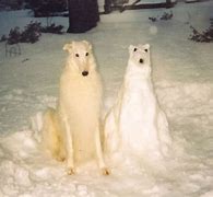 Image result for Funny Dog Memes Snow
