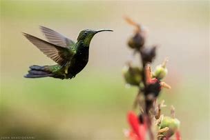 Image result for Eupherusa Trochilidae