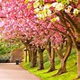 Image result for Spring Tree Landscape