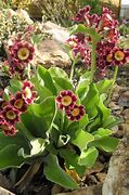 Resultat d'imatges per a Primula auricula Clatter Ha