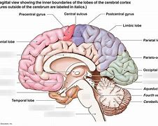 Image result for Inside Your Brain
