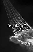 Image result for Cat God Funny