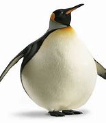 Image result for Fat Penguin