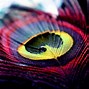 Image result for Single Peacock Feather Wallpaper