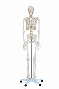 Image result for Life-Size Skeleton Model