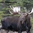 Image result for How Big Is the Biggest Moose