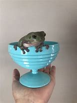 Image result for Frog Bowl Meme