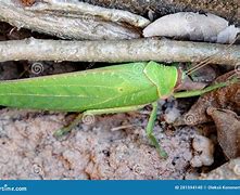 Image result for Largest Grasshopper Breeded