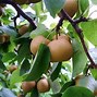 Image result for Small Round Fruit