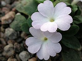 Image result for Primula allionii RW1