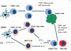 Image result for Tumor Antigen