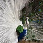 Image result for Peacock Background