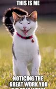 Image result for Nice Cat of the Week Meme