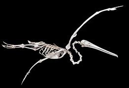 Image result for Pelican Anatomy