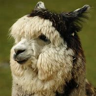 Image result for alpaca