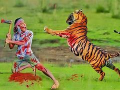 Image result for Tiger Attacking Human