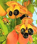 Image result for Jamaican Ackee Fruit