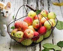 Image result for Fresh Cat Apple