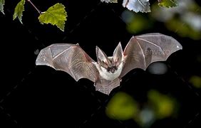 Image result for Grey Bat Animal