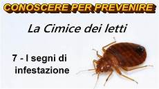 cimici materasso punture di cimici da letto idea d immagine di decorazione cimici materasso punture di cimici da letto idea d immagine di decorazione