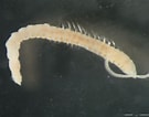 Image result for "syllides Longocirrata". Size: 135 x 106. Source: www.marinespecies.org