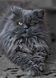 Image result for Grey Cat with Orange Eyes Breed