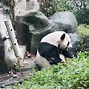 Image result for Panda Reserve China