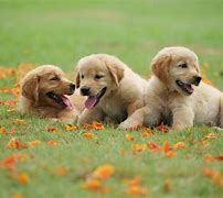 Image result for Golden Retriever Desktop Wallpaper