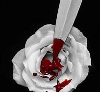 Image result for Bloody Rose Wallpaper