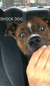 Image result for Shocked White Dog Face Meme
