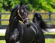 Image result for Standardbred Black Stallion