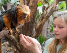 Image result for Zookeeper Monkey