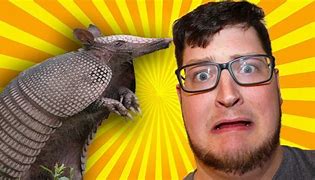 Image result for Ran Over Armadillo