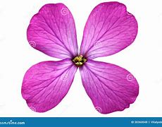 Image result for Single Violet Flower
