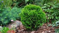 Image result for Dwarf Evergreens for Containers