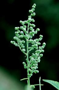 chenopodium_hybridum に対する画像結果