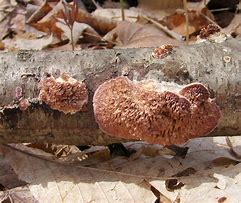 Image result for biforme