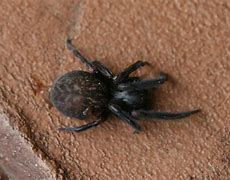 Image result for Dangerous Spiders in Australia