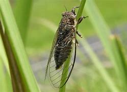 Image result for co_to_za_zootaxa