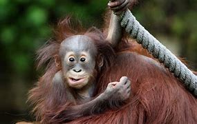 Image result for Baby Monkey Wallpaper