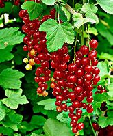 Image result for Ribes rubrum Rosa Sport