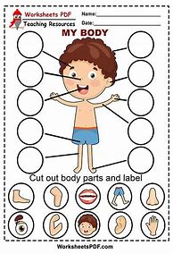Image result for Human Body Parts for Kindergarten