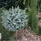 Image result for Picea sitchensis Midget
