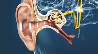 Image result for Ear and Hearing