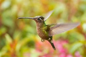 Image result for Eugenes Trochilidae