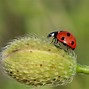 Image result for Macro Photography Objects