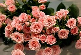 Image result for Pink Rose Wallpaper for iPhone