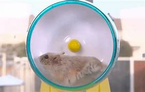 Image result for What Is the Biggest Hamster