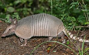 Image result for Armadillo Parachute