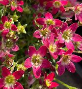 Image result for Saxifraga x polyanglica Love Me